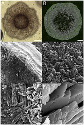 Magnesium-Rich Nanometric Layer in the Skeleton of Pocillopora damicornis With Possible Involvement in Fibrous Aragonite Deposition